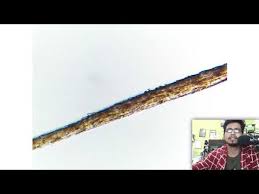 Image result for human hair microscope image