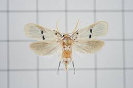 Attēlu rezultāti vaicājumam “Yponomeuta malinellus / cagnagella imago”