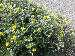 Attēlu rezultāti vaicājumam “Potentilla argentea leaf”