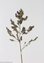 Attēlu rezultāti vaicājumam “Poa pratensis fruit”