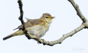 Image result for Phylloscopus ibericus