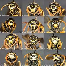 Attēlu rezultāti vaicājumam “Polistes nimpha”