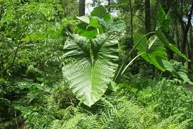 Attēlu rezultāti vaicājumam “Craterium aureonucleatum stalked”