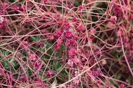 Attēlu rezultāti vaicājumam “Cuscuta europaea flower”