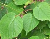Attēlu rezultāti vaicājumam “Tilia cordata leaf”