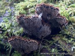 Attēlu rezultāti vaicājumam “Gloiodon strigosus”