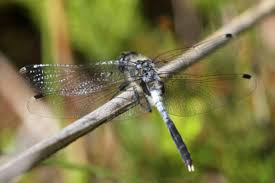 Attēlu rezultāti vaicājumam “Leucorrhinia albifrons”