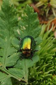 Attēlu rezultāti vaicājumam “Linaeidea aenea”