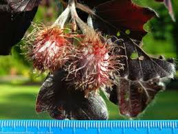 Attēlu rezultāti vaicājumam “Fagus sylvatica fo. purpurea fruit”