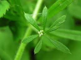 Attēlu rezultāti vaicājumam “Galium aparine fruit”