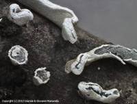 Attēlu rezultāti vaicājumam “Physarum bivalve spores”