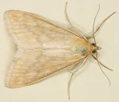 Attēlu rezultāti vaicājumam “Sitochroa verticalis”