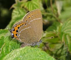 Attēlu rezultāti vaicājumam “Satyrium pruni”