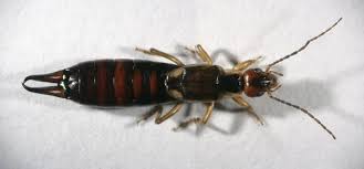 Attēlu rezultāti vaicājumam “Forficula auricularia”