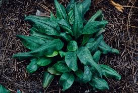 Attēlu rezultāti vaicājumam “Pulmonaria angustifolia leaf”