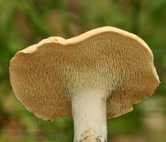 Attēlu rezultāti vaicājumam “Hydnum repandum”