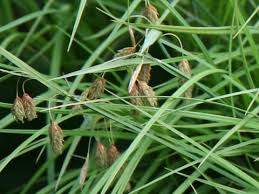Attēlu rezultāti vaicājumam “Carex paupercula”