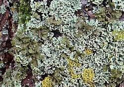 Attēlu rezultāti vaicājumam “Melanohalea olivacea”