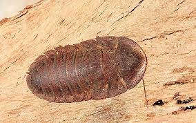 Attēlu rezultāti vaicājumam “Lophozia laxa macro”