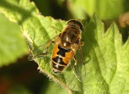 Attēlu rezultāti vaicājumam “Syrphidae”