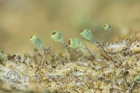 Attēlu rezultāti vaicājumam “Chaenotheca phaeocephala”