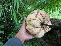 Attēlu rezultāti vaicājumam “Phleogena faginea young”