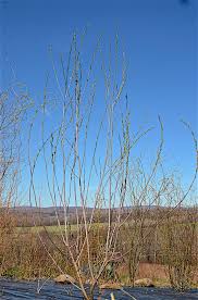 Attēlu rezultāti vaicājumam “Salix daphnoides subsp. acutifolia”