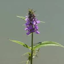 Attēlu rezultāti vaicājumam “Stachys palustris flower”