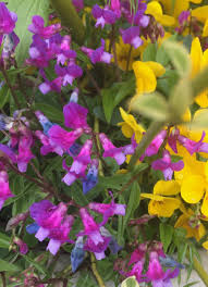 Attēlu rezultāti vaicājumam “Lathyrus”