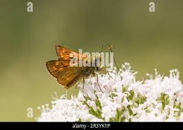 Attēlu rezultāti vaicājumam “Ochlodes sylvanus male”