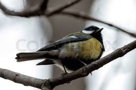 Attēlu rezultāti vaicājumam “Parus major”