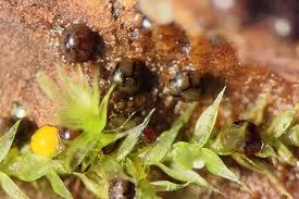 Attēlu rezultāti vaicājumam “Physarum bryocorticola macro”