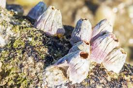 Image result for Buccinum undatum