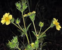 Image result for Potentilla recta