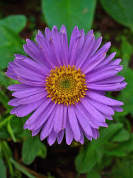 Image result for Aster alpinus