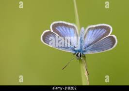 Attēlu rezultāti vaicājumam “Cyaniris semiargus male”