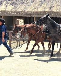 Image result for Palmers Riding Stables