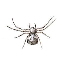 Attēlu rezultāti vaicājumam “Philodromus margaritatus”