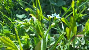 Attēlu rezultāti vaicājumam “Myosotis laxa subsp. baltica”