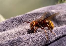 Image result for Middle Rasen Bowling Club