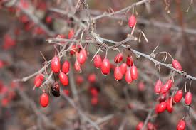 Attēlu rezultāti vaicājumam “Berberis vulgaris fruit”