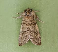 Attēlu rezultāti vaicājumam “Achlya flavicornis”