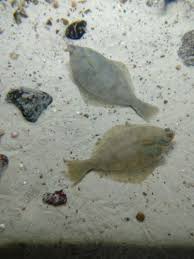 Image result for Limanda limanda