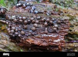 Attēlu rezultāti vaicājumam “Diderma radiatum”