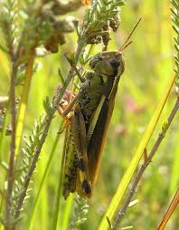 Attēlu rezultāti vaicājumam “Stethophyma grossum”