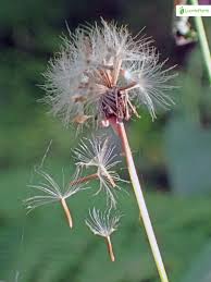 Attēlu rezultāti vaicājumam “Crepis tectorum fruit”