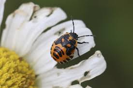 Attēlu rezultāti vaicājumam “Eurydema dominulus imago”