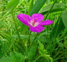 Attēlu rezultāti vaicājumam “Geranium palustre flower”