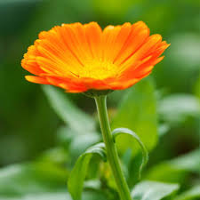 Attēlu rezultāti vaicājumam “Calendula officinalis flower”