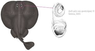 Image result for Tetronarce nobiliana